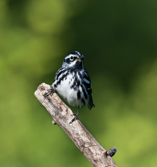 Black-and-white Warbler