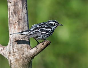 Fototapeta premium Black-and-white Warbler