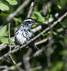 Black-and-white Warbler