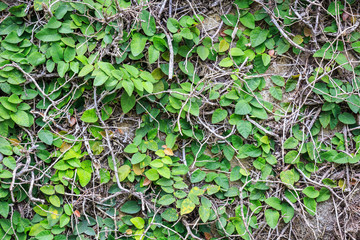 Pattern of green ivy on the wall, background and texture