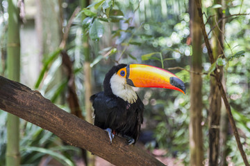 Tucano, Parque das Aves, Foz do Iguacu, Brazil.