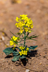 Colza flowers