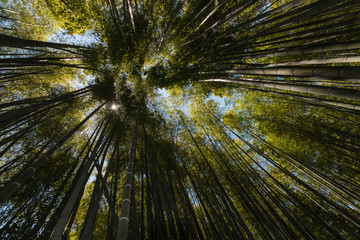giant bamboo growing in forest 