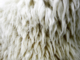Sheepskin Background