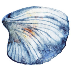 Watercolor sea shell vector isolated clip art