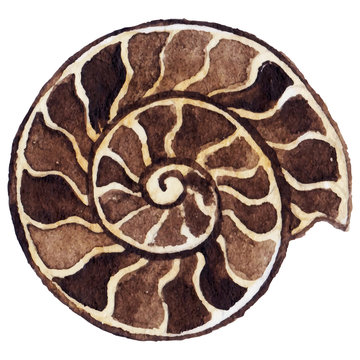 Watercolor sea shell ammonit vector isolated clip art