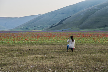 Naklejka premium Fioritura - Castelluccio di Norcia