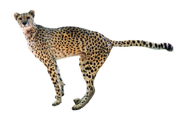 standing  cheetah