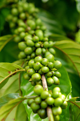ripe coffee