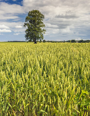 Field with ripening wheat