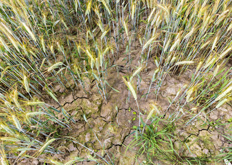 Drought at cereal field. The image can be used for symbolizing of global warming