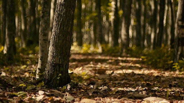 秋の森 0030 木漏れ日と落ち葉