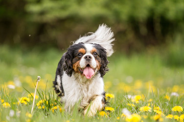 Cavalier King Charles dog walks across a meadow - obrazy, fototapety, plakaty
