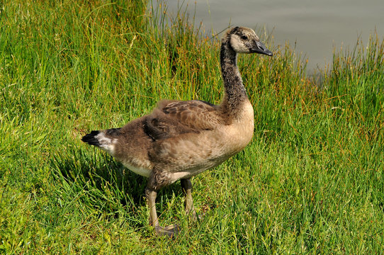 Canada Goose gosling about a month old