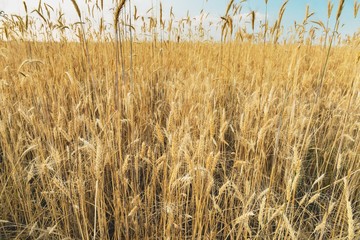  Закат в пшеничном поле