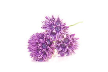 Chives flowers