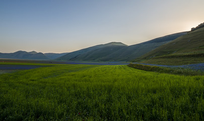 Fioritura - Castelluccio di Norcia