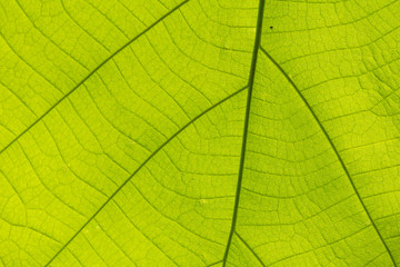 Obraz premium leaves.