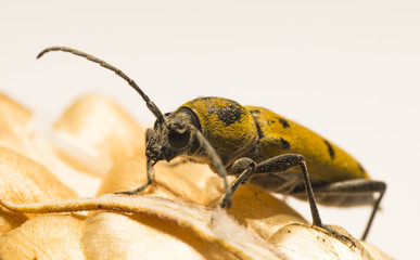 Insecte - Chorophorus glabromaculatus