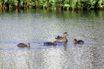 Anas acuta. Family of ducks