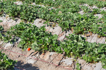 strawberry fruit in field plantation of agriculture