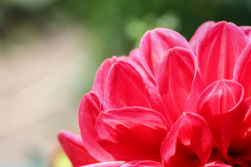 The red flower in my garden.