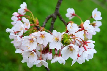 Beautiful pink cherry blossom in Vilnius city