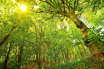 Forêt de Hêtres au printemps