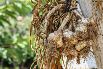 The garlic drying in my house.