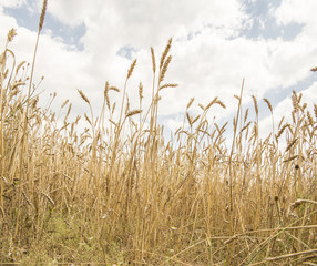 Fototapeta premium wheat background