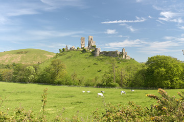 Corfe Castle with cows in fields in Dorset