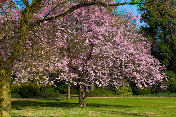 Pink Sakura flower blooming