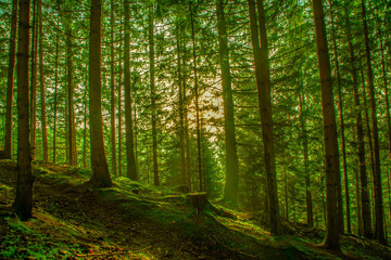 Obraz premium Wald im Sonnenlicht - Wanderweg