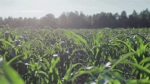 Corn field in the backlight. Growing maize plants in a summer cornfield. Farm plantation of corn surrounded by forest. Vertical pan