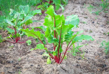 Growing beetroot on the vegetable bed. Leaves beetroot on a bed