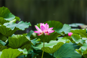 Lotus © Angelika Bentin