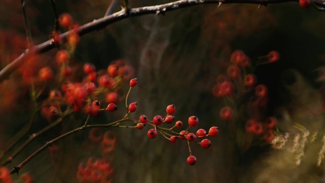 秋の森 0040 木漏れ日と赤い木の実