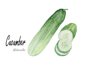 Cucumbers.Hand drawn watercolor painting on white background .Vector illustration