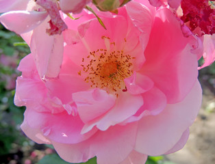 Sunlighted rose