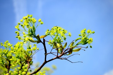 Maple tree blooming on blue sky background