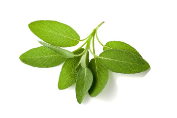 Sage plant on a white background