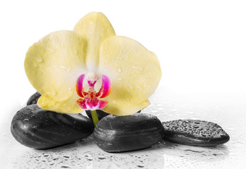 Yellow orchid and zen Stones with drops of dew.
