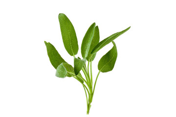 Sage plant on a white background