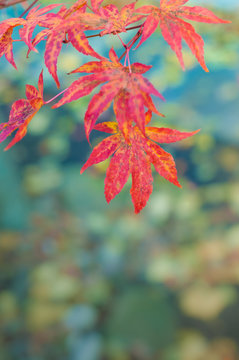 Leuchtend rote Bl&auml;tter des Kanadischen Amberbaums im Herbst, Herbstf&auml;rbung, Liquidambar, Herbstanfang, plakativ