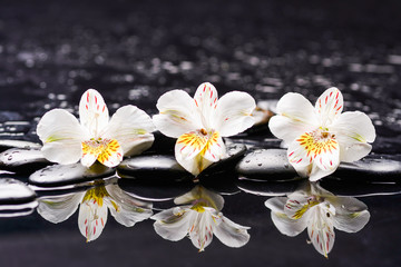 Fototapeta na wymiar Still life with three white gardenia with therapy stones 
