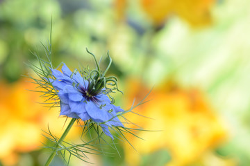 Blumen 360