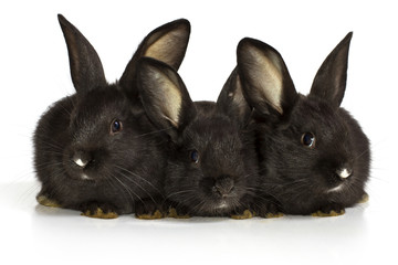 Fototapeta premium three black rabbits on a white background