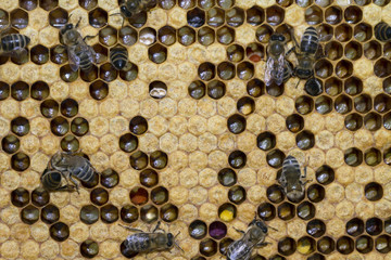 bees work on honeycombs
