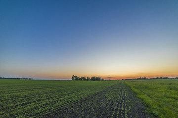 Beautiful Green Field and red Sunset