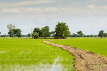 Long road to field rice ,Thailand.